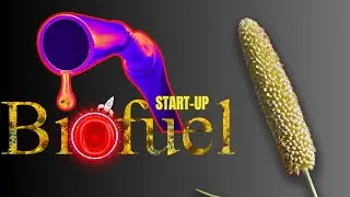 The Biofuel Business Opportunity: Pearl Millet Revolution | Pearl Millet | Biofuel Production |Bajra
