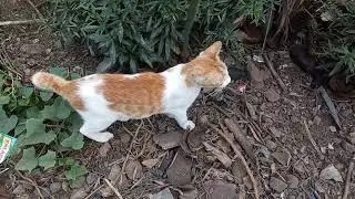 Orange Cat Sniffing Leaves