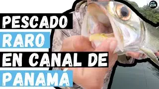Pescado RARO encontrado en Canal de Panam&aacute; I Conoces esta especie?