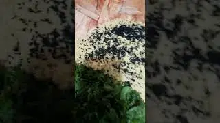 recette d'un pain berb&egrave;re avec de la semoule +l'huile d'olive +menthe +flio (&eacute;tape 3)