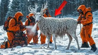 Barnacle-Covered Reindeer&rsquo;s Rescue Will Leave You Speechless!