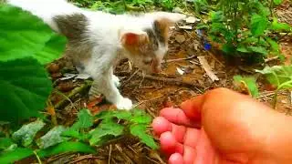 From Ground to Almost Top Kitten's Tree Climbing Journ  ey