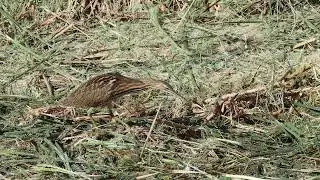 American Bittern catching a fish