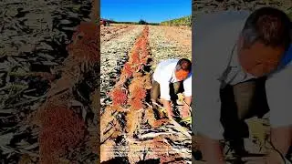 Sorghum Harvest: Farmers Gathering the Grain Crop