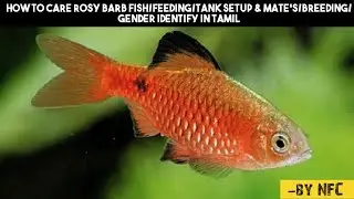 HOW TO CARE ROSY BARB FISH/FEEDING/TANK SETUP & MATE'S/BREEDING/GENDER IDENTIFY IN TAMIL