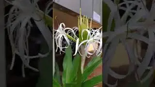 plants#flower shorts #very rare flower#vizag#janu#