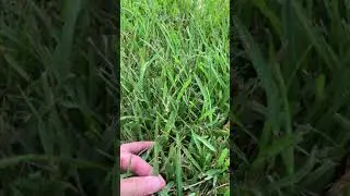 Gray Leaf Spot Fungus Infecting St. Augustinegrass