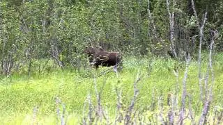Moose on the Chilkat River