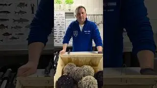 Seeigel mit Fischsommelier Andr&eacute; Domke