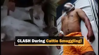 Members Of Cow Protection Group Attacked By Smugglers In Odisha, Cattle-Laden Trucks Seized