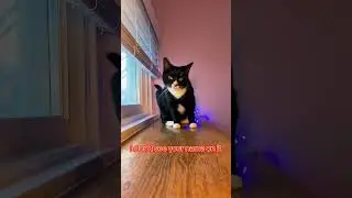 #cat #shorts #catshorts #viralcatshorts #viralcat #catvideo #cute