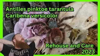 Antilles / Martinique Pinktoe (Caribena versicolor) Care & Husbandry #tarantula #spider