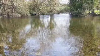 Wilstone Goose 2