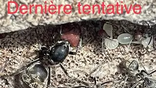 Dernier essai élevage pour cette espèce de #fourmis ( Camponotus singularis)