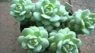 هاني الكرناوي قمة الروعه