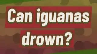 Can iguanas drown?