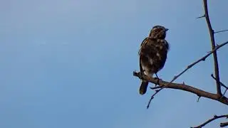 Pied bush chat Preening
