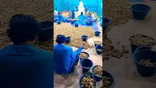 Al Qassim Dates Saudi Arabia,#saudi#farm
