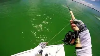 Fly Fishing for Sarasota Tarpon
