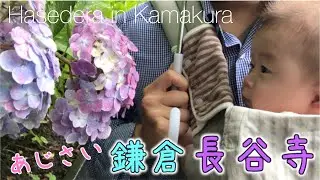 Vlog【鎌倉 長谷寺】初めてあじさいを見た反応は！？【４ヶ月赤ちゃん】｜Kamakura Hasedera
