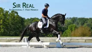 Sir Real - 2018 Oldenburg Stallion