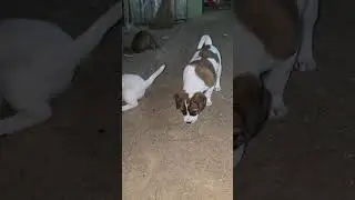 my puppy #puppy #adorably #animal #cute #adoreble #cutepet #petshub #pet #pets #cuteanimal