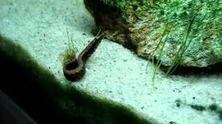 Macrognathus circumcictus (Half-banded spiny eel) - Mor&eacute;ia tigre