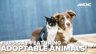 Furs-Day - March 23, 2023: Shelter animals in need of a home