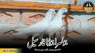Best Quality Jonsira Joda For Sale 18/1/2026 | Shaheen Pigeon Club Burewala 