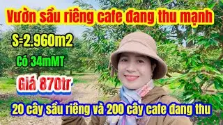 592🌹 vườn sầu riêng cà phê đang thu mạnh điện nước cáp mạng wifi đầy đủ hệ thống tưới tự động ạ
