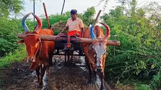 Bullock Cart In heavy Work For Mude Farmer And Bullock Cart