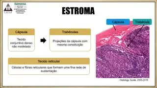 Histologia do Linfonodo - Vídeo-aulas LAPAT