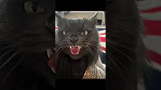 Scary cats 🤡😱  #cat #trolledit #viral #trending #scarycats
