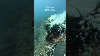 DIVE WITH CURRENT IN KOMODO #scubadiving #diving #komodo #labuanbajo #flores #scubaworld #divetrip