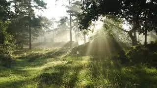 All Good In The Wood - Jason Shaw