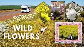 Best Places to Find Western Australian Wild Flowers(Spring 2021)