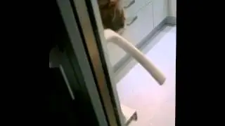 чудо зверек