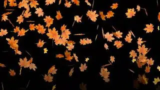 Maple Leaf Fall | 2 Types of Transition Effects | No Copyright | Green Screen\Overlay