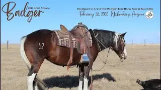 Badger 💘 Art of the Cowgirl 2026 some arena fun, bridleless and tarps 