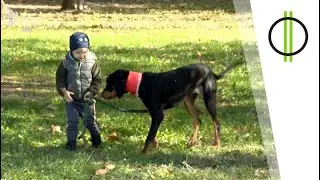 Erdélyi kopó – a nemzeti kincs