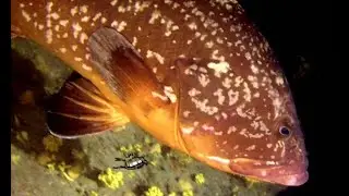 Shrimp cave Special dive the dive shop Lanzarote