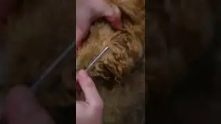 Goldendoodle hates the blow dryer!