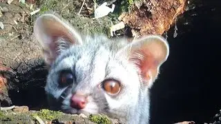 Gineta super ca&ccedil;adora &aacute;gil e feroz