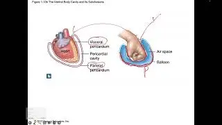 A&P 1- Cavities Visceral vs Parietal Layers