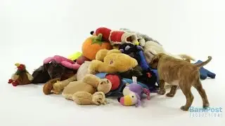 Adorable Puppies Struggle to Conquer a Mountain of Dog Toys