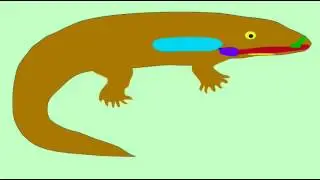 EVIDENCE FOR EVOLUTION OF RESPIRATORY SYSTEM