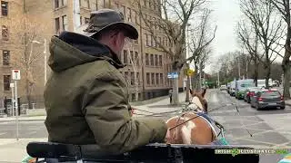Irish Illustrated in Dublin: Carriage Tours of Dublin