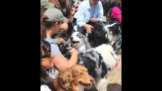 NorCal Aussie Rescue Reunion 2013