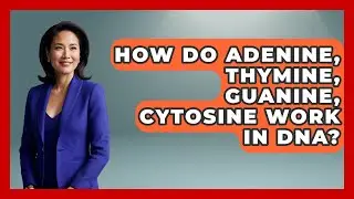 How Do Adenine, Thymine, Guanine, Cytosine Work In DNA? - The Everyday Why