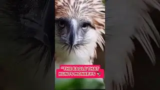 The Eagle That Hunts Monkeys | #FactBlast #HarpyEagleFacts